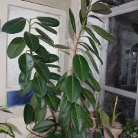 گل پرپشت وسرسبز