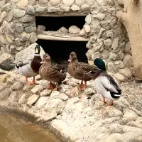 اردک کله سبز پروازی|حیوانات مزرعه|اصفهان, جلفا|دیوار