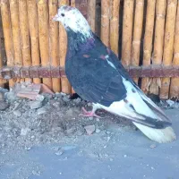 ماده افشان رنگی|پرنده|بندر ترکمن, |دیوار