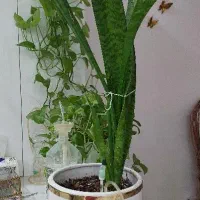 گل و گلدان سانسوریا