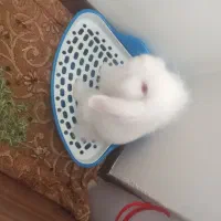 خرگوش نر زیر سه ماه