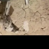 کبوتر گمشده|پرنده|نورآباد, |دیوار