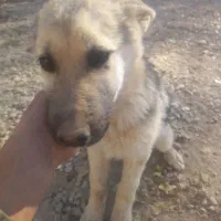 توله ژرمن هاسکی نگبان عالی|سگ|فیروزکوه, |دیوار