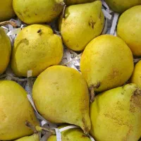 یک سبد نارنگی|خدمات حمل و نقل|انار, |دیوار