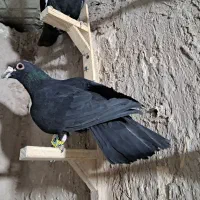 کلاغ گوک تبعیدی|پرنده|کرمان, |دیوار