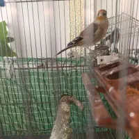 سهره قناری معاوضعه