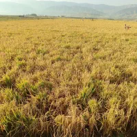 چلتوک طارم محلی|خدمات باغبانی و درختکاری|دره شهر, |دیوار