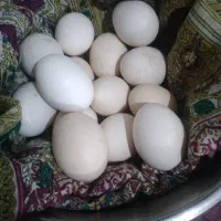 فروش تخم مرغ
