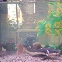 دو عدد ماهی گوشتخوار یک عددکت فیش