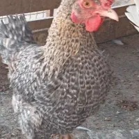 مرغ وخروس کوشین ومحلی 6عدد|حیوانات مزرعه|جهرم, |دیوار