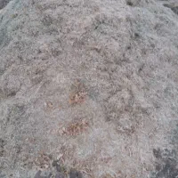 کاه لوبیا و یه شلیف ماش|عمده‌فروشی|دره شهر, |دیوار