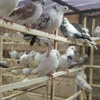 کبوتر یا کفتر فروشی|پرنده|محمدشهر, محمدشهر|دیوار