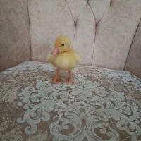 جوجه اردک
