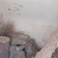 پرنده