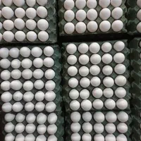 توزیع مستقیم تخم مرغ از تولیدکننده به مصرف کننده|خوردنی و آشامیدنی|ری, دولت‌آباد|دیوار