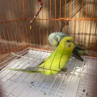 مرغ عشق نر رنگ خاص