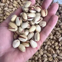 فروش‌ پسته کله قوچی دست چین