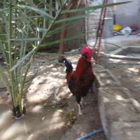 مرغ محلی|حیوانات مزرعه|برازجان, |دیوار