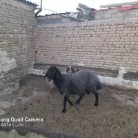 بره همو|حیوانات مزرعه|هفدر, |دیوار
