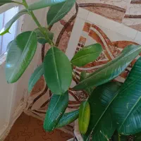 درخت فیکوس غول پیکر|گل و گیاه طبیعی|کرباسک, |دیوار