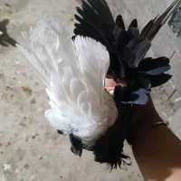 سیاه دم سفید ماده