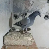 جوجه سبز پلاکی مسافتی|پرنده|مشهد, کارمندان دوم|دیوار