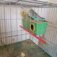 یک‌جفت‌کوتوله‌ودوجفت‌مرغ‌عشق‌مولد|پرنده|آذرشهر, |دیوار