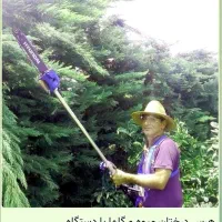 باغبانی و هرس درختان و لاوسون|خدمات باغبانی و درختکاری|سرخرود, |دیوار