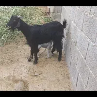 فروش دوتا بز ترکی  آبستن نزدیک با بز زاییده|حیوانات مزرعه|مهر, |دیوار