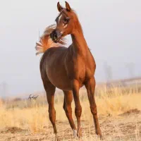 اموزش سوارکاری و پانسیون اسب|اسب و تجهیزات اسبسواری|تهران, چیتگر جنوبی|دیوار