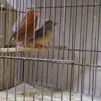 فنچ فول اورنج . شارکول.پارسون.جامبو.ستاره ای