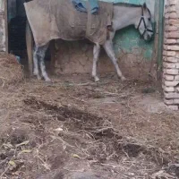 مادیان والاغ گوسفندی|اسب و تجهیزات اسبسواری|فاضل آباد, |دیوار