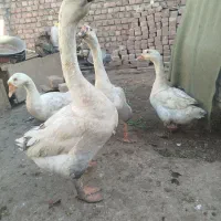 قوغاز|حیوانات مزرعه|زابل, |دیوار