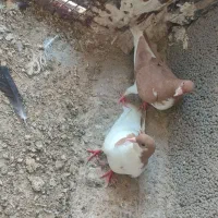 ۱۱۱