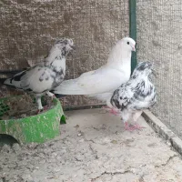 کبوتر|پرنده|بندرعباس, |دیوار