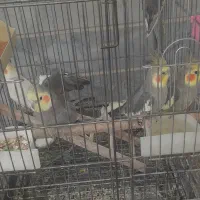 عروس هلندی دستی سخنگو|پرنده|کرج, کیانمهر|دیوار
