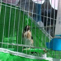 جوجه سهره|پرنده|خرمدره, |دیوار