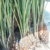 دارابی|حراج|داراب, |دیوار