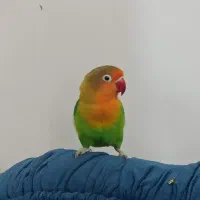 یک جفت عروس هلندی بایه جوجهچندروزه ویک عددکوتوله|پرنده|آذرشهر, |دیوار