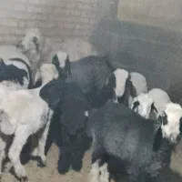 سلام بره هم داشت هم قصابی|حیوانات مزرعه|کوار, |دیوار