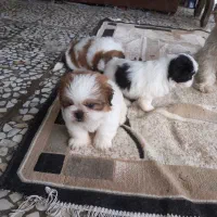 واگزاری توله شیتزو سوپرفلت