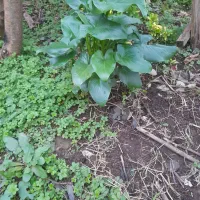 گل شیپوری سفید