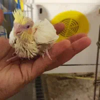 جوجه عروس سرلاکی