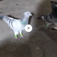 کبوتر|حیوانات|قم, چهل درخت‎|دیوار