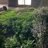 اجاره روزانه باغ ویلا استخردار اول دوبرار|اجارهٔ کوتاه‌مدت ویلا و باغ|بجنورد, |دیوار