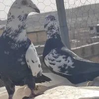 گوره بزک پلاکی سرور