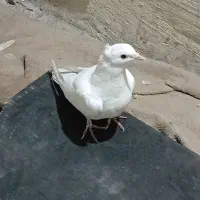 کبوترگرفتنی|پرنده|فشاپویه, |دیوار