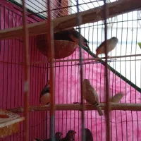 فنچ زبرا|پرنده|خشکبیجار, |دیوار