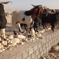 کهره وبره نر|حیوانات مزرعه|بندر کنگان, |دیوار