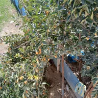 خرمالو سر درخت